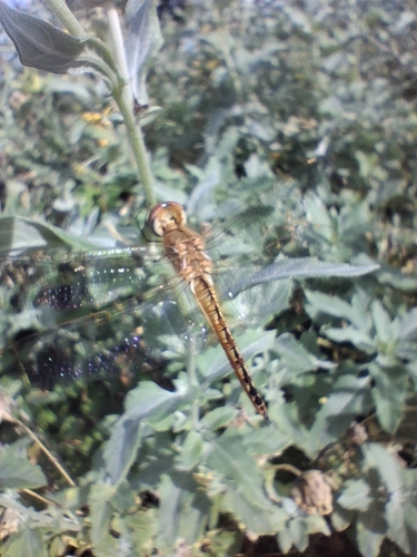 Wandering Glider