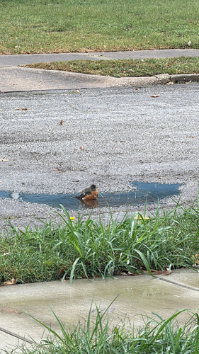 American Robin