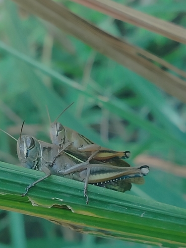 Lamenting Grasshopper