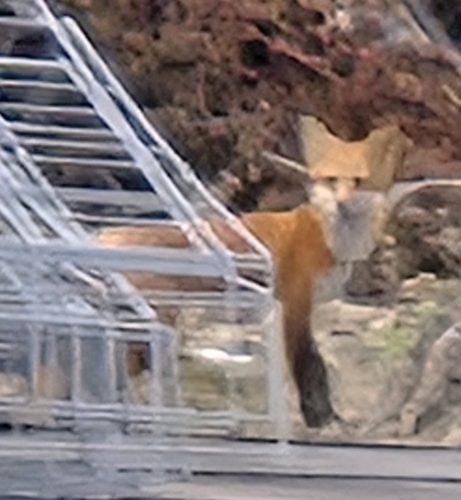 Red Fox