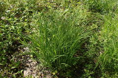Carex squarrosa