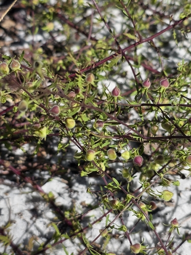 combleaf blacksenna