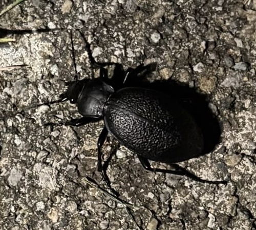 Leather Beetle