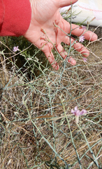 Stephanomeria tenuifolia