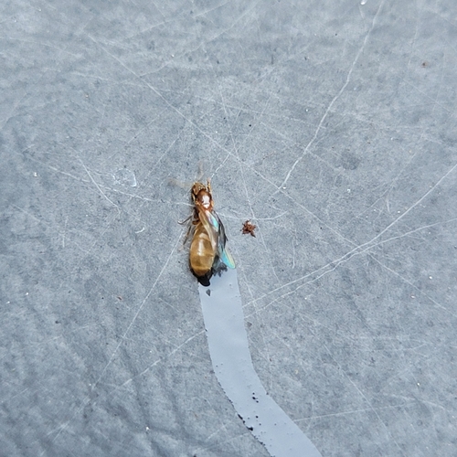 Hairless Rover Ant