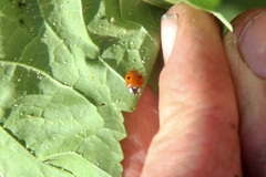 Adalia bipunctata