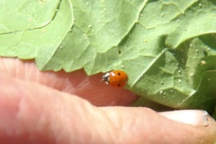 Adalia bipunctata