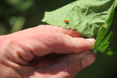 Adalia bipunctata