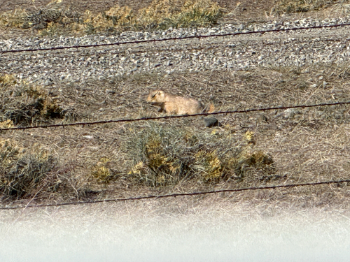 Black-tailed Prairie Dog observed by griffith_kowalski