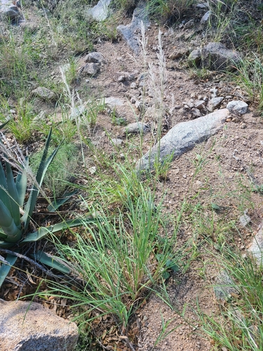Muhlenbergia emersleyi, 2026-10-03