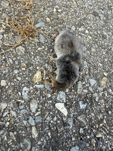 Northern Short-tailed Shrew