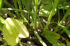 Carex squarrosa