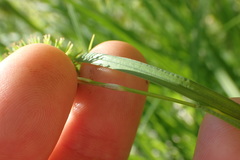 Carex squarrosa