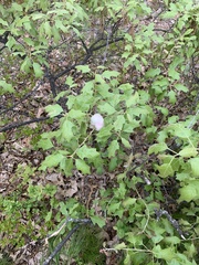 Callirhytis quercusoperator