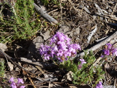 Thymus villosus