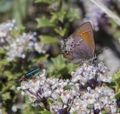 Callophrys muiri
