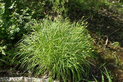 Carex squarrosa
