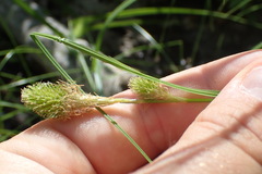 Carex squarrosa
