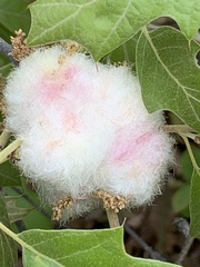 Callirhytis quercusoperator