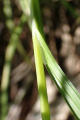 Carex squarrosa