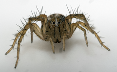 Oxyopes