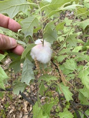 Callirhytis quercusoperator