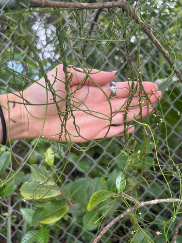 Cassytha filiformis observed 2026-10-14