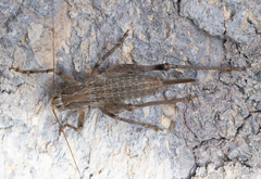 Ateloplus