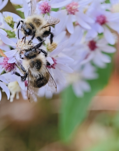 Common Eastern Bumble Bee