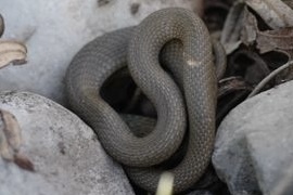 Green Whip Snake