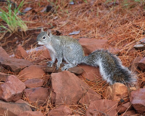 Arizona Gray Squirrel observed by gene70