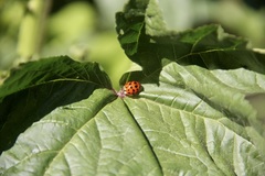 Harmonia axyridis