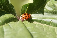 Harmonia axyridis