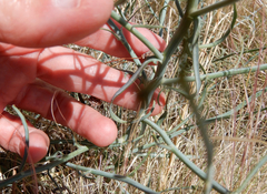 Stephanomeria tenuifolia
