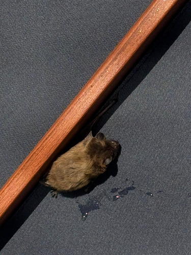 Evening Bat observed by parker_turbeville
