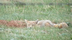 Vulpes velox