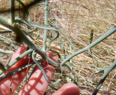 Stephanomeria tenuifolia