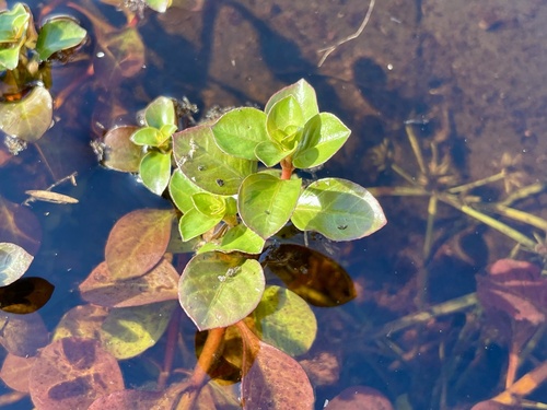 Ludwigia repens observed 2026-10-14