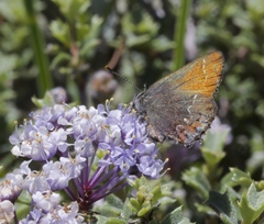 Callophrys muiri