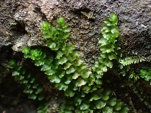 Trilophozia quinquedentata, 2026-09-12