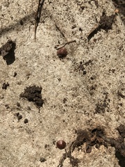 Phrurolithus