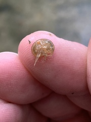 Polymorphus
