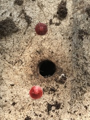 Phrurolithus