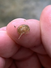 Polymorphus