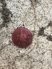 Phrurolithus