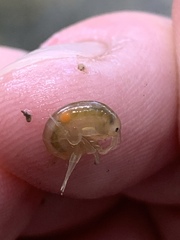 Polymorphus
