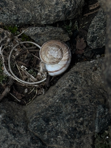 Oreohelix observed 2026-10-13