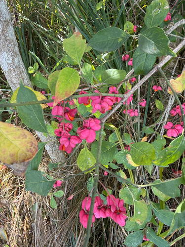 Spindle
