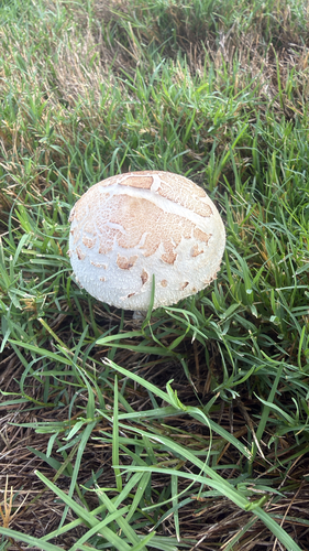 Green-spored Parasol