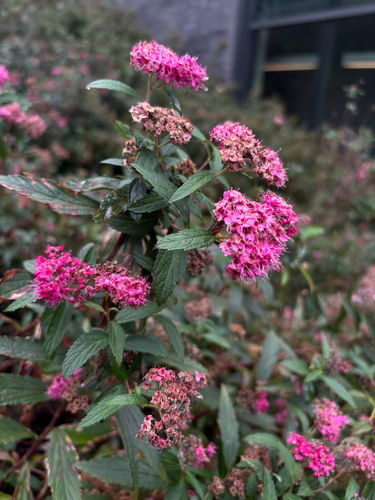 Spiraea japonica observed 2026-10-14